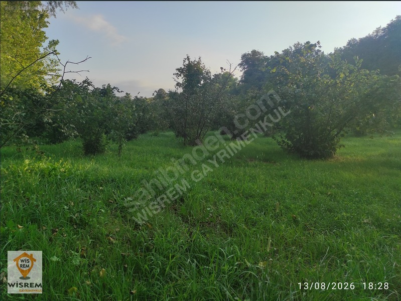 Denize 500 Metre Mesafe - Dere Kenarı - Hisseli Satılık Fındık — fotoğraf 8