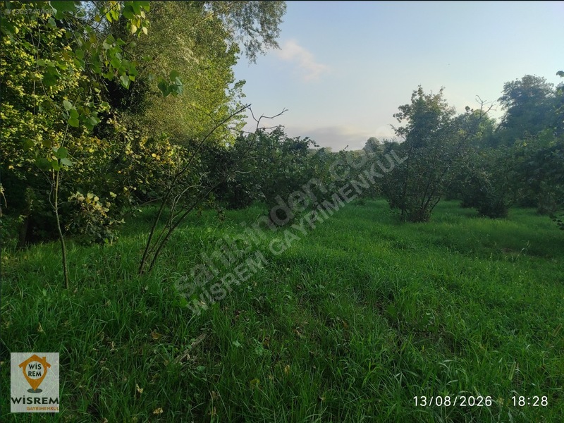 Denize 500 Metre Mesafe - Dere Kenarı - Hisseli Satılık Fındık — fotoğraf 9