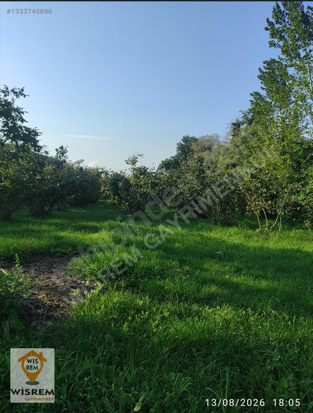 Denize 500 Metre Mesafe - Dere Kenarı - Hisseli Satılık Fındık — fotoğraf 10