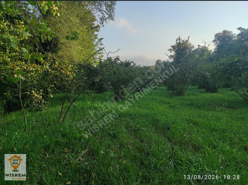 Denize 500 Metre Mesafe - Dere Kenarı - Hisseli Satılık Fındık — fotoğraf 12