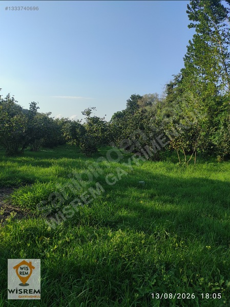Denize 500 Metre Mesafe - Dere Kenarı - Hisseli Satılık Fındık — fotoğraf 13