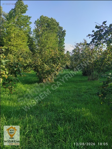 Denize 500 Metre Mesafe - Dere Kenarı - Hisseli Satılık Fındık — fotoğraf 14