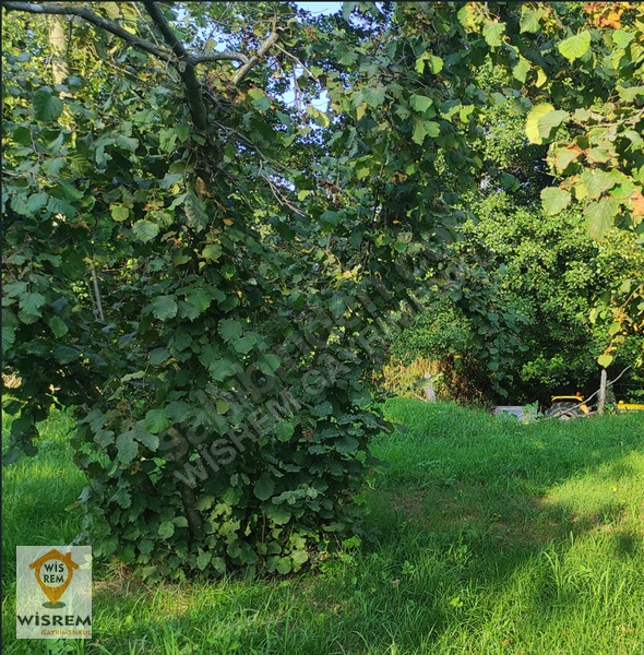 Denize 500 Metre Mesafe - Dere Kenarı - Hisseli Satılık Fındık — fotoğraf 20