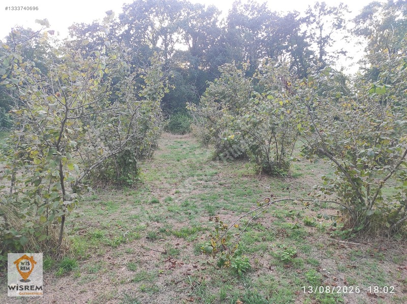 Denize 500 Metre Mesafe - Dere Kenarı - Hisseli Satılık Fındık — fotoğraf 24