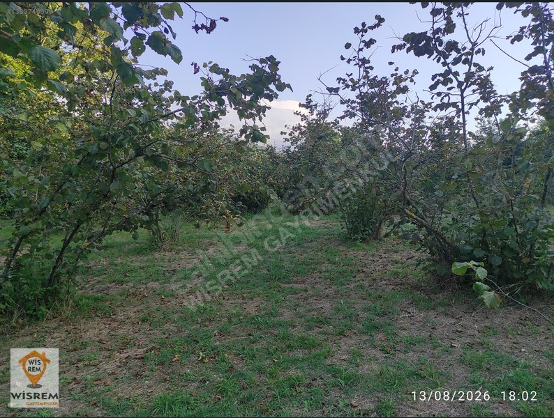 Denize 500 Metre Mesafe - Dere Kenarı - Hisseli Satılık Fındık — fotoğraf 25