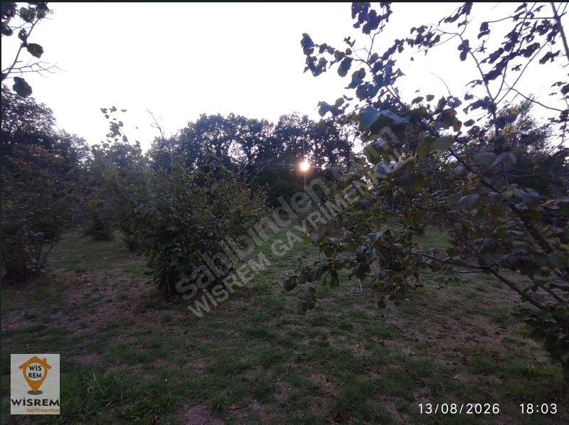 Denize 500 Metre Mesafe - Dere Kenarı - Hisseli Satılık Fındık — fotoğraf 26