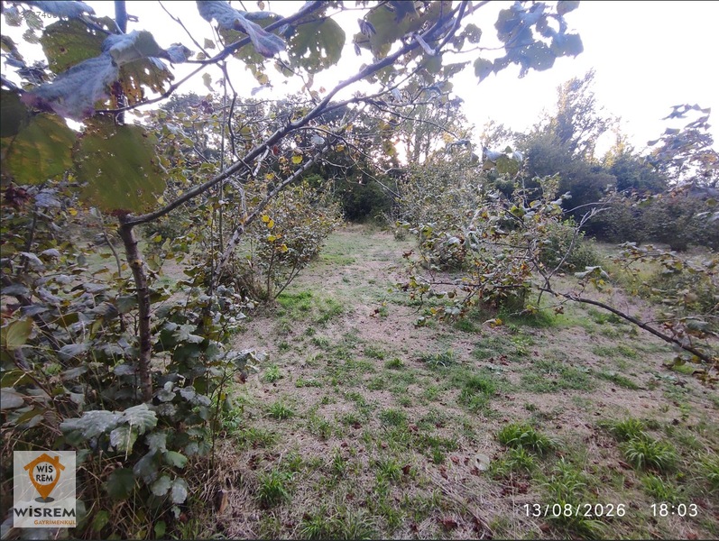 Denize 500 Metre Mesafe - Dere Kenarı - Hisseli Satılık Fındık — fotoğraf 27