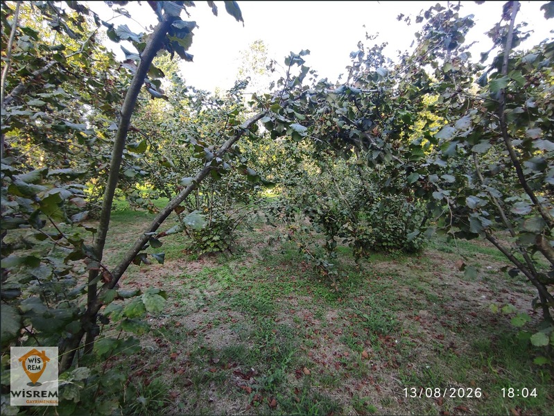 Denize 500 Metre Mesafe - Dere Kenarı - Hisseli Satılık Fındık — fotoğraf 33