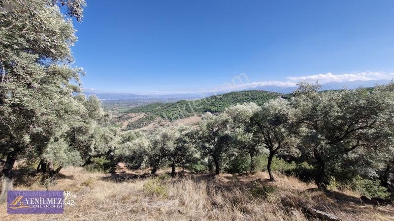Yenilmez Emlaktan Satılık Zeytin Bahçesi — fotoğraf 2