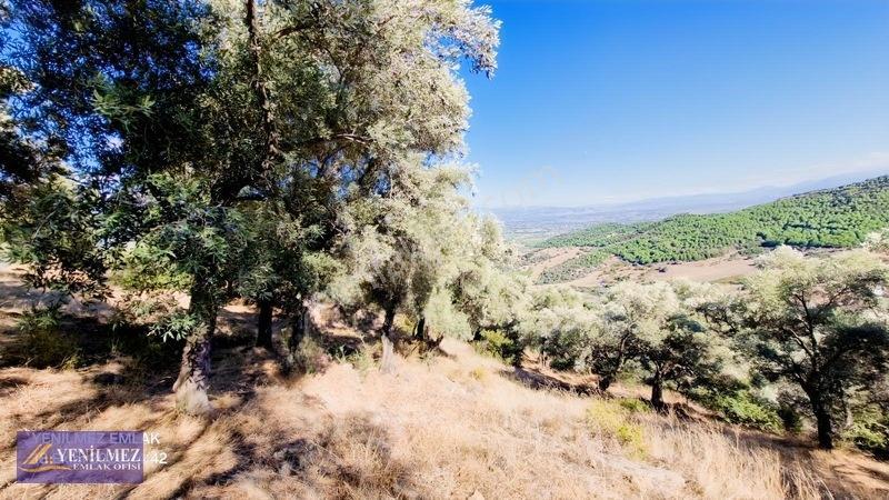 Yenilmez Emlaktan Satılık Zeytin Bahçesi — fotoğraf 3