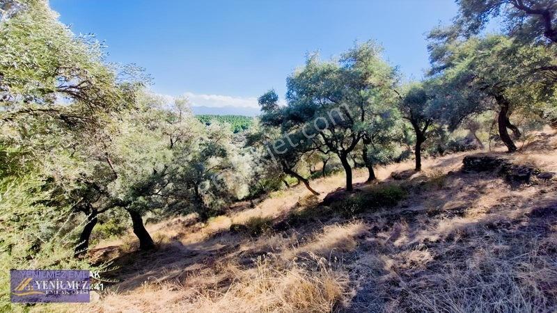 Yenilmez Emlaktan Satılık Zeytin Bahçesi — fotoğraf 4