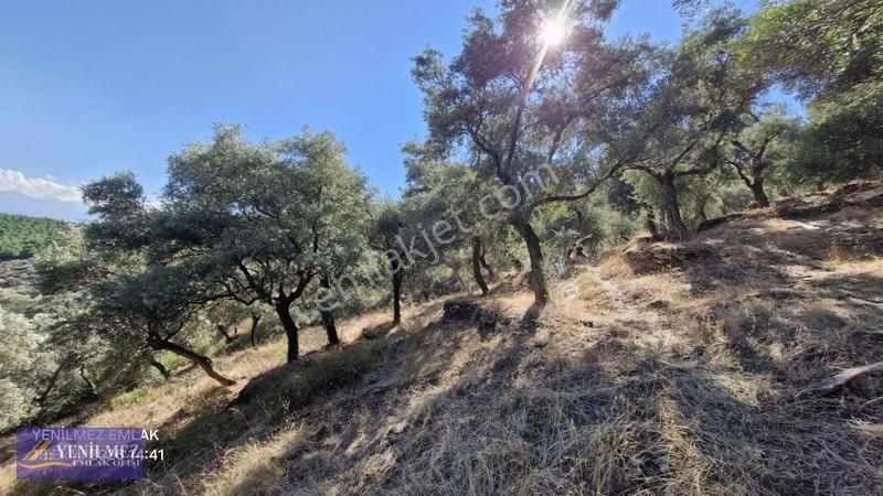 Yenilmez Emlaktan Satılık Zeytin Bahçesi — fotoğraf 5