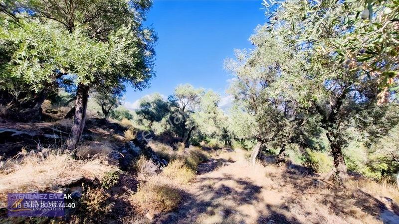 Yenilmez Emlaktan Satılık Zeytin Bahçesi — fotoğraf 6