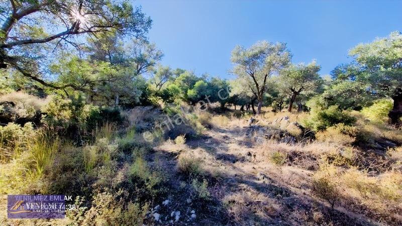Yenilmez Emlaktan Satılık Zeytin Bahçesi — fotoğraf 7