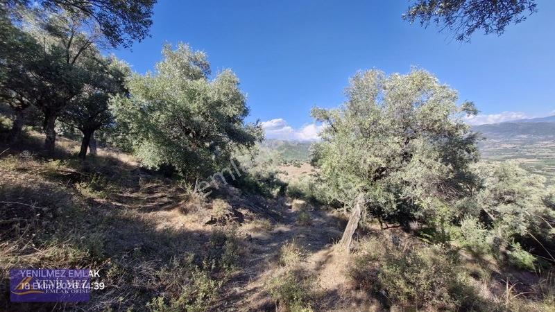 Yenilmez Emlaktan Satılık Zeytin Bahçesi — fotoğraf 8