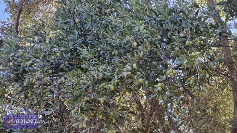 Yenilmez Emlaktan Satılık Zeytin Bahçesi — fotoğraf 10