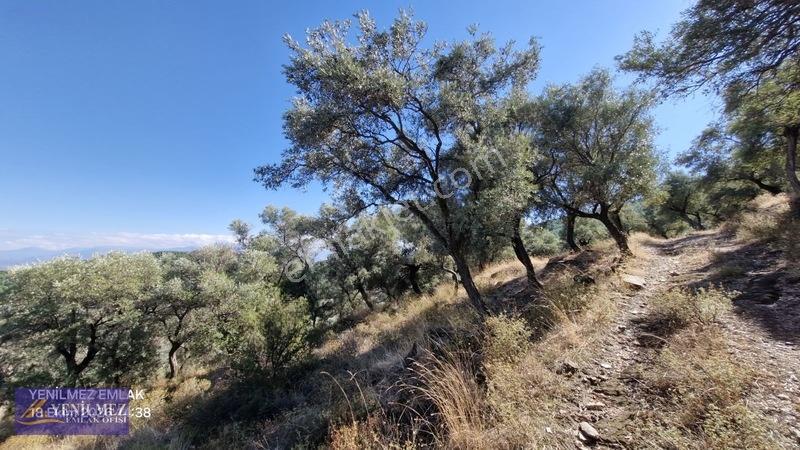 Yenilmez Emlaktan Satılık Zeytin Bahçesi — fotoğraf 11