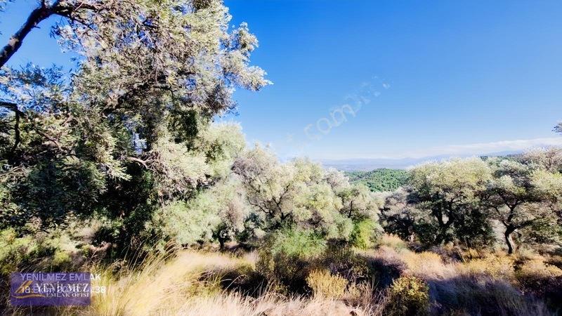Yenilmez Emlaktan Satılık Zeytin Bahçesi — fotoğraf 12