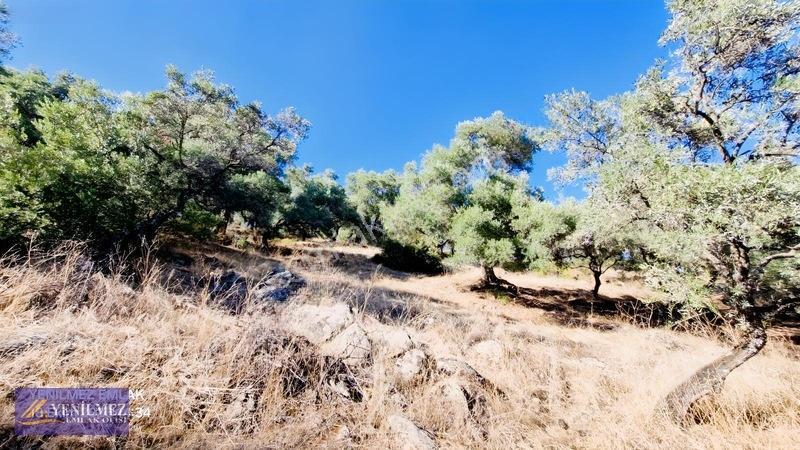 Yenilmez Emlaktan Satılık Zeytin Bahçesi — fotoğraf 13