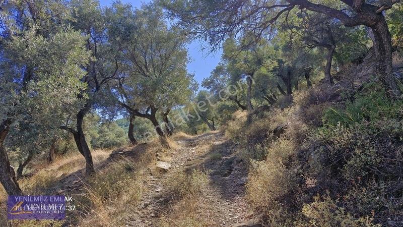 Yenilmez Emlaktan Satılık Zeytin Bahçesi — fotoğraf 15