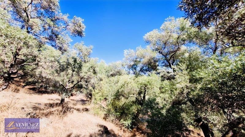 Yenilmez Emlaktan Satılık Zeytin Bahçesi — fotoğraf 16