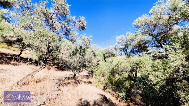 Yenilmez Emlaktan Satılık Zeytin Bahçesi — fotoğraf 17