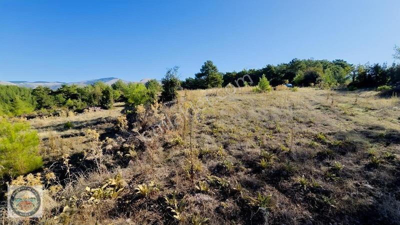 Muğla Menteşe Kozağaç Köyünde Satılık 18 Dönüm Tarla — fotoğraf 6