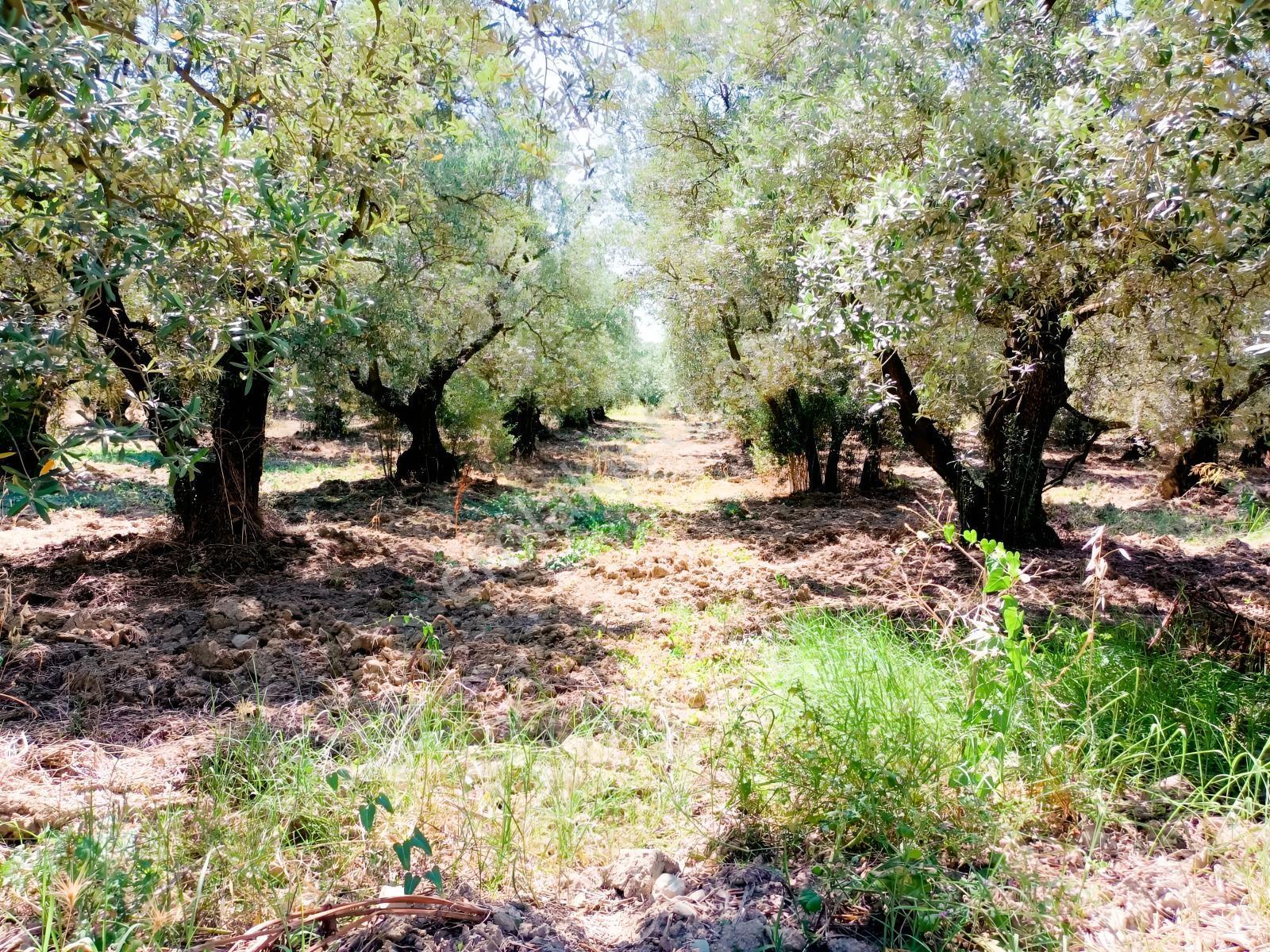Karsakta 384m2 İmara 100m 19 Ağaç Düz Zeytinlik — fotoğraf 2