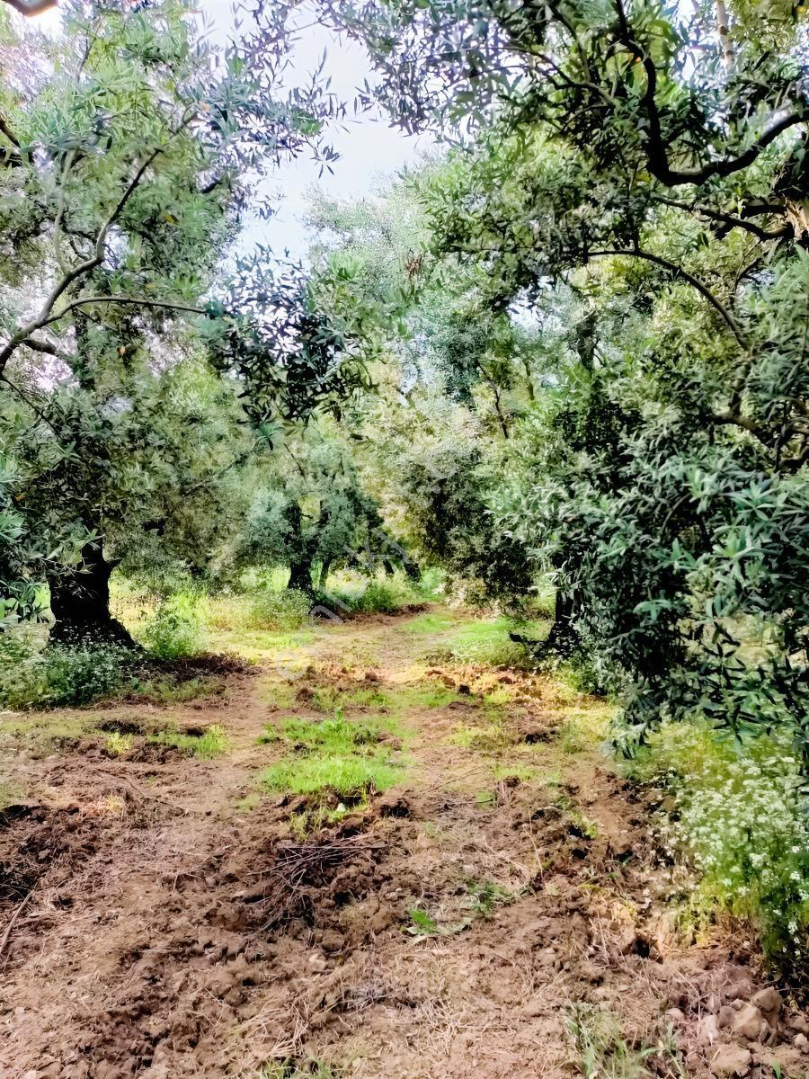 Karsakta 384m2 İmara 100m 19 Ağaç Düz Zeytinlik — fotoğraf 3