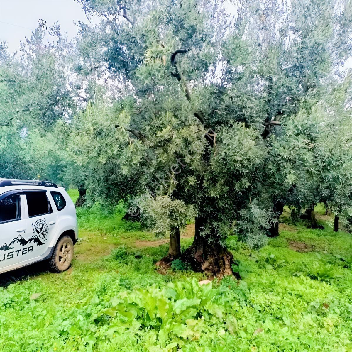 Karsakta 384m2 İmara 100m 19 Ağaç Düz Zeytinlik — fotoğraf 4