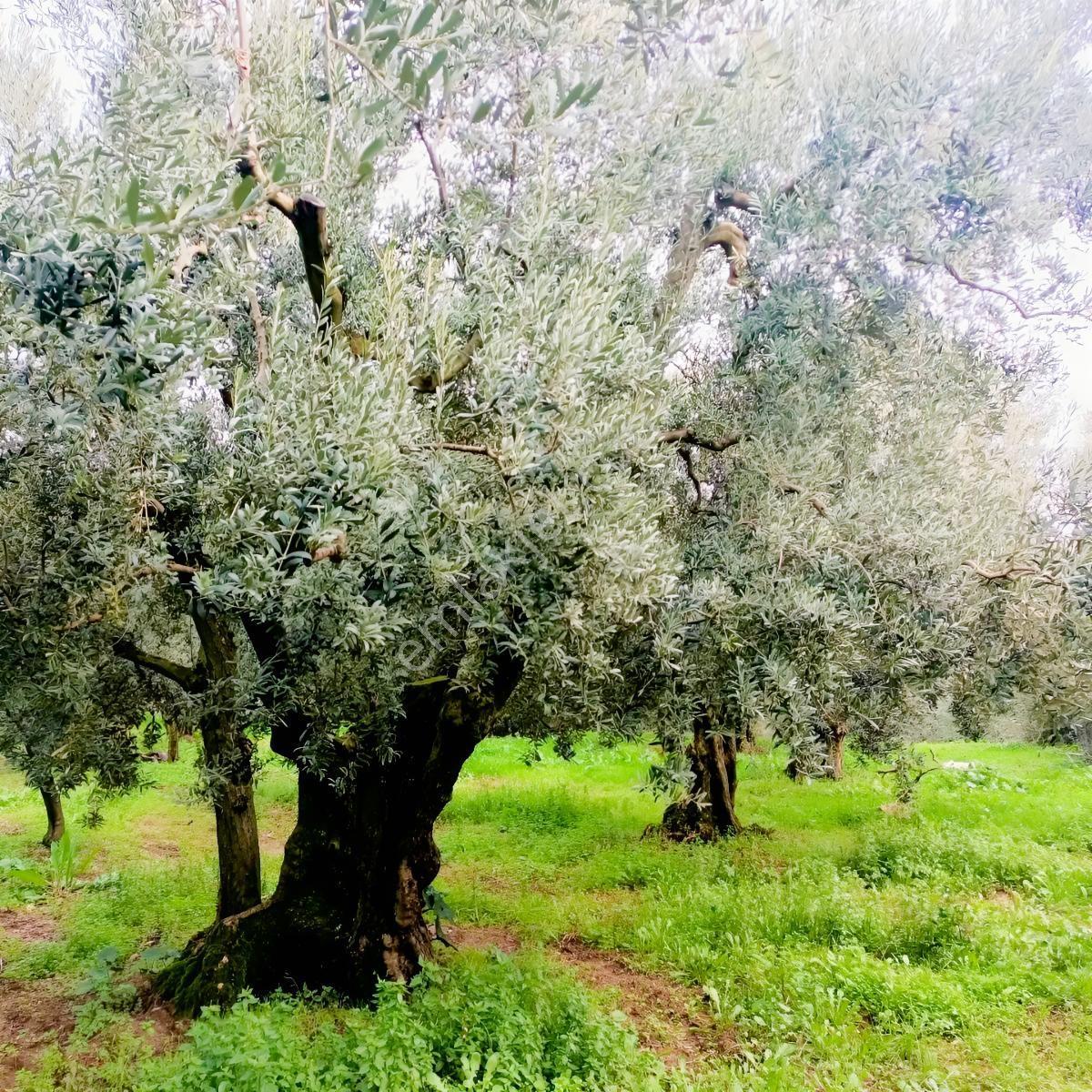 Karsakta 384m2 İmara 100m 19 Ağaç Düz Zeytinlik — fotoğraf 5