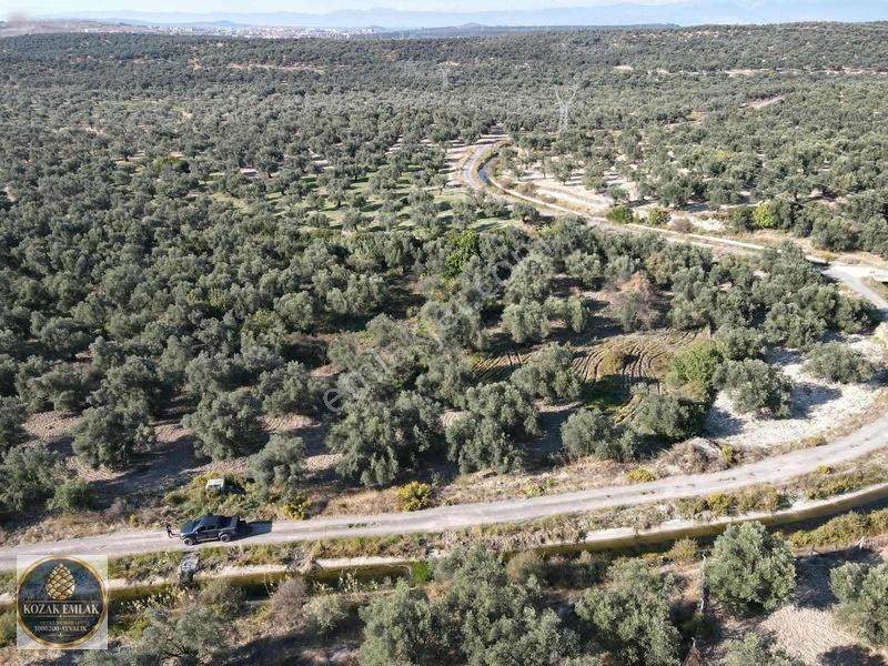 Ayvalık Kazım Karabekirde Satılık 2 Parsel Zeytinlik — fotoğraf 2