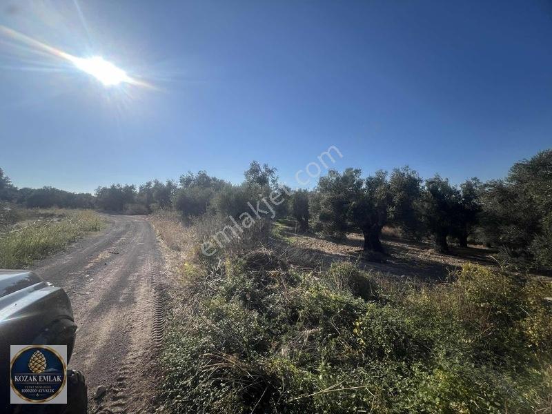 Ayvalık Kazım Karabekirde Satılık 2 Parsel Zeytinlik — fotoğraf 3