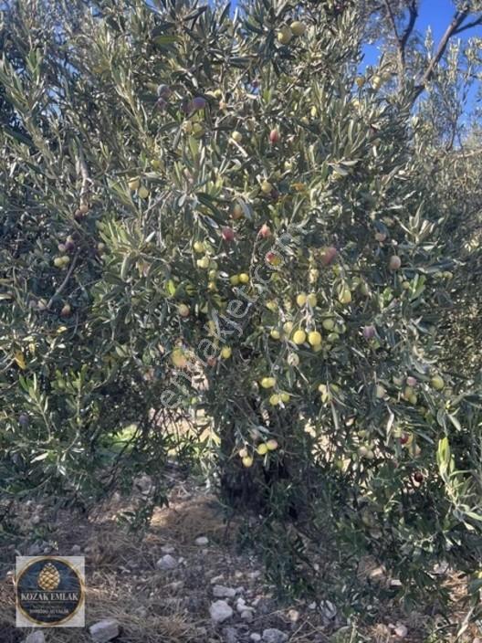 Ayvalık Kazım Karabekirde Satılık 2 Parsel Zeytinlik — fotoğraf 6