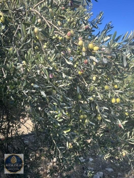 Ayvalık Kazım Karabekirde Satılık 2 Parsel Zeytinlik — fotoğraf 7