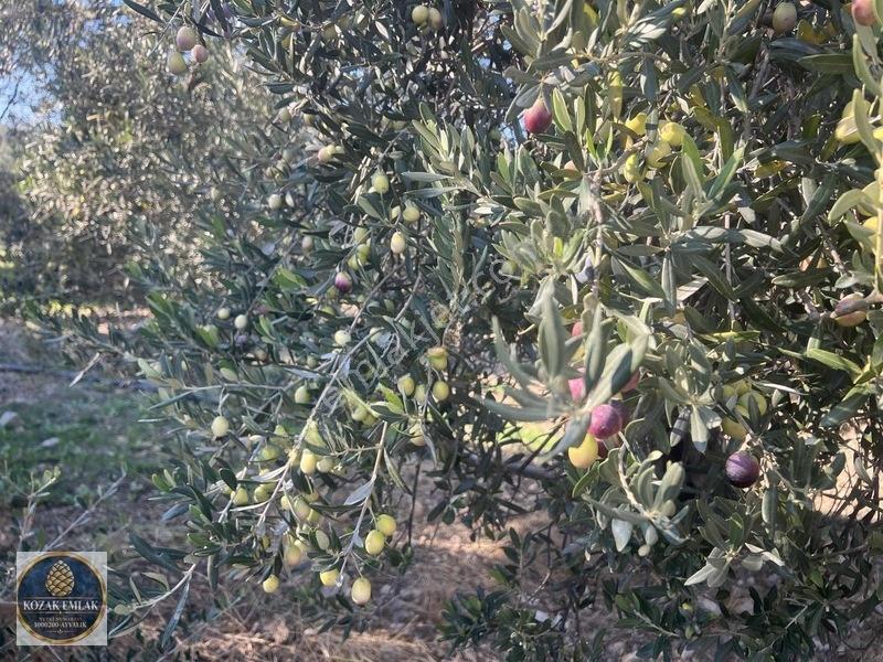 Ayvalık Kazım Karabekirde Satılık 2 Parsel Zeytinlik — fotoğraf 8