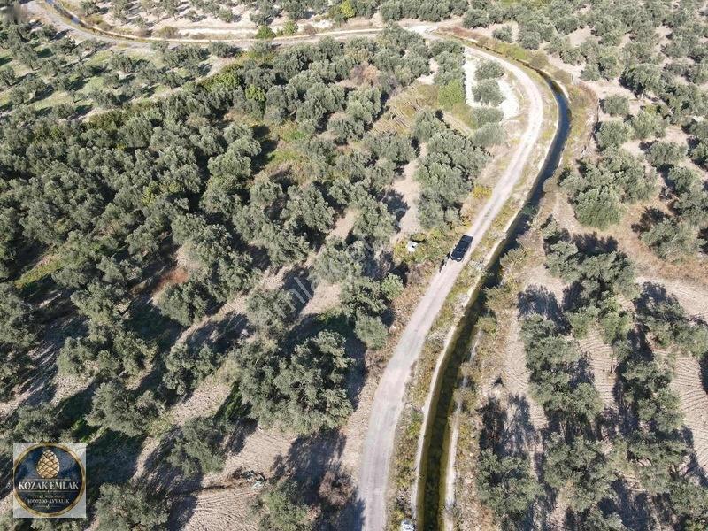 Ayvalık Kazım Karabekirde Satılık 2 Parsel Zeytinlik — fotoğraf 11
