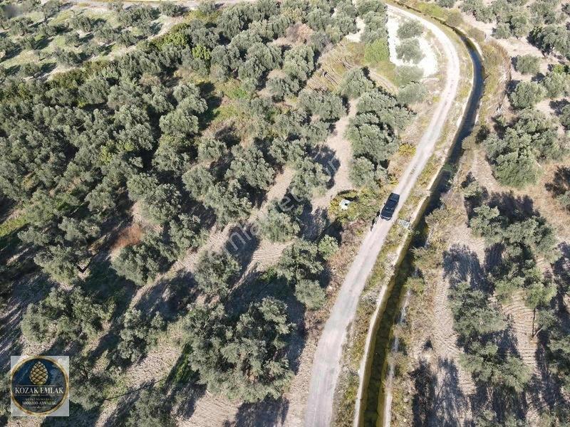 Ayvalık Kazım Karabekirde Satılık 2 Parsel Zeytinlik — fotoğraf 12