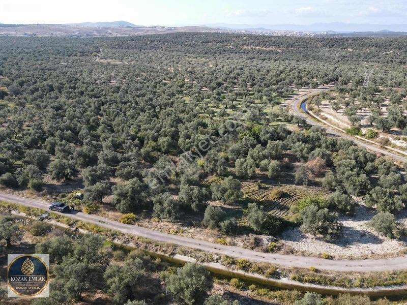 Ayvalık Kazım Karabekirde Satılık 2 Parsel Zeytinlik — fotoğraf 14