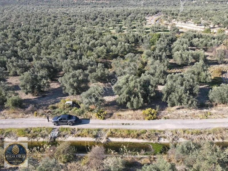Ayvalık Kazım Karabekirde Satılık 2 Parsel Zeytinlik — fotoğraf 15