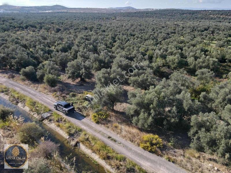 Ayvalık Kazım Karabekirde Satılık 2 Parsel Zeytinlik — fotoğraf 16