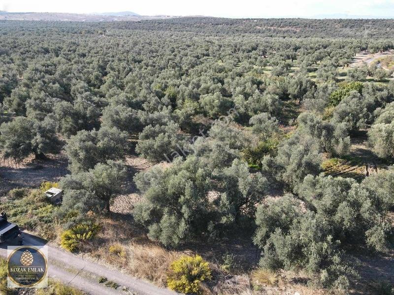 Ayvalık Kazım Karabekirde Satılık 2 Parsel Zeytinlik — fotoğraf 17