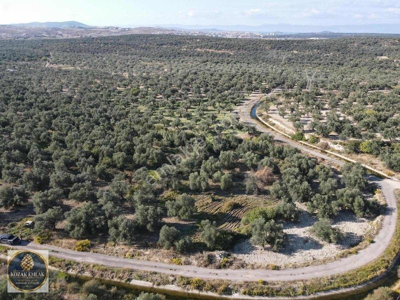 Ayvalık Kazım Karabekirde Satılık 2 Parsel Zeytinlik — fotoğraf 18
