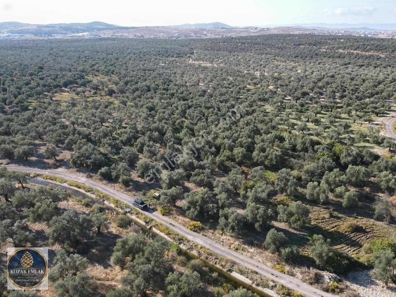 Ayvalık Kazım Karabekirde Satılık 2 Parsel Zeytinlik — fotoğraf 19