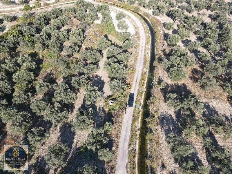Ayvalık Kazım Karabekirde Satılık 2 Parsel Zeytinlik — fotoğraf 20
