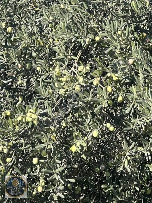 Ayvalık Kazım Karabekirde Satılık 2 Parsel Zeytinlik — fotoğraf 22