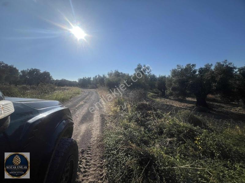Ayvalık Kazım Karabekirde Satılık 2 Parsel Zeytinlik — fotoğraf 23