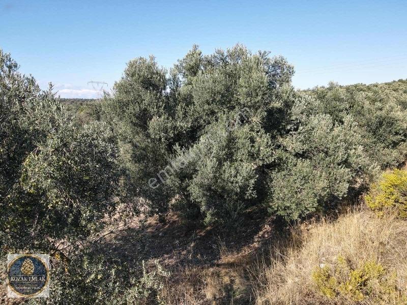 Ayvalık Kazım Karabekirde Satılık 2 Parsel Zeytinlik — fotoğraf 27