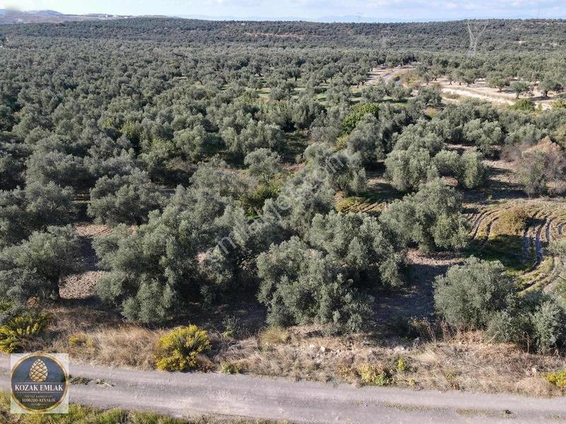 Ayvalık Kazım Karabekirde Satılık 2 Parsel Zeytinlik — fotoğraf 29
