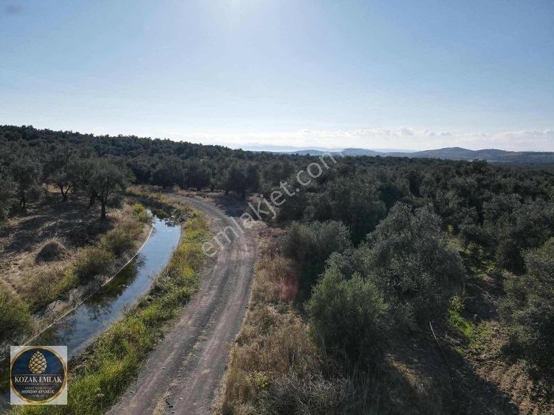 Ayvalık Kazım Karabekirde Satılık 2 Parsel Zeytinlik — fotoğraf 30